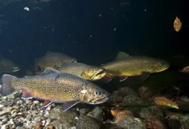 brooktrout11
