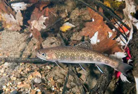brooktrout2