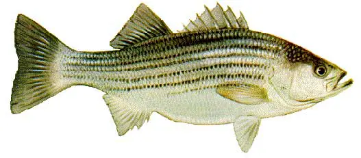 LBF_Striped_Bass