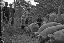 pigs
