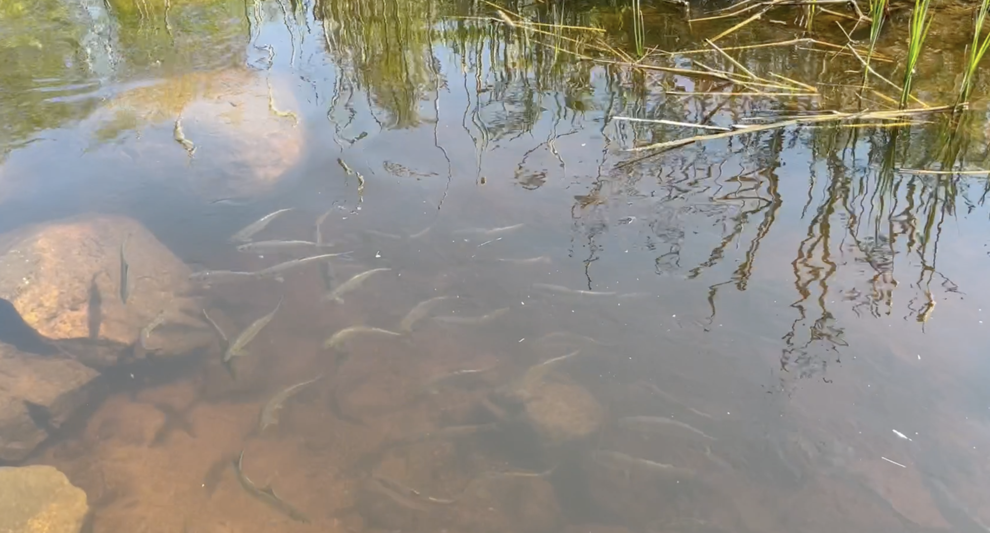 Ox Pasture Brook, Rowley