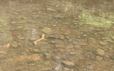 Mill River