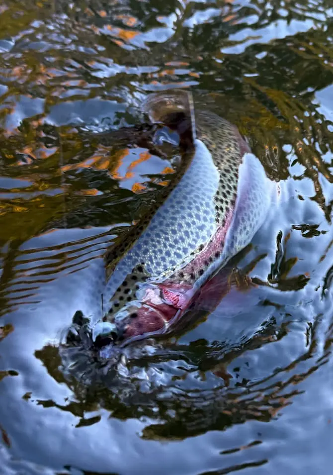 closeup-of-trout-splashing-in-river (1) yacht-club-9-2